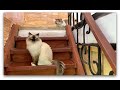 Летние Коты Summer Cats