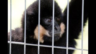 Tódor a Gibbon 2017 (Nyíregyháza Állatpark)