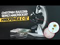 Оптический микроскоп Микромед С-12 | Кровь и Плесень под микроскопом