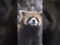 The Chinese Name For The Red Panda Is Hun Ho Meaning Fire Fox Shorts The Chinese Name For The Red Panda Is Hun Ho Meaning Fire Fox Shorts
