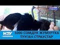 5000 СОМДУК ЖУМУРТКА ТУУГАН СТРАУСТАР\\АЗЫРКЫНЫН АЗАМАТТАРЫ