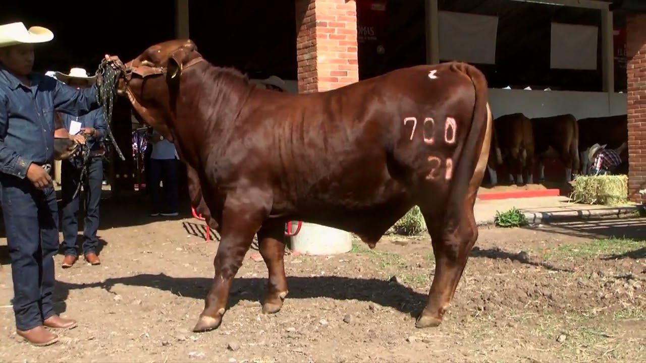 LUVIMEX BEEFMASTER.- EL VERDADERO 4X4. Luvianos, EDOMEX.