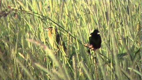 Bobolink in field wityh youmg june 2011