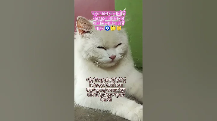 Video 9450421: cat lovers cute funny