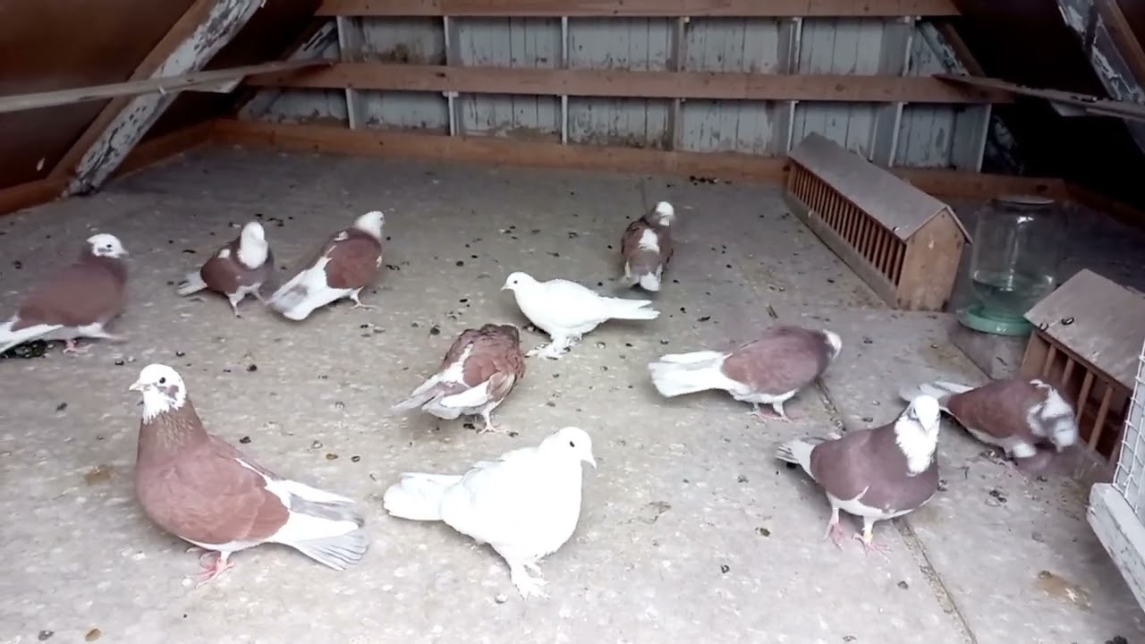 Лечение голубей.Активированный уголь.