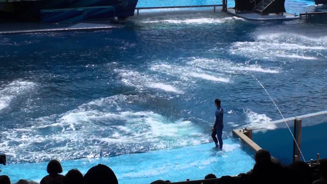 Orka s show Seaworld - YouTube