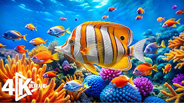 Lặn dưới Biển Đỏ Video 4K UHD - Chiêm ngưỡng những sinh vật biển tuyệt đẹp