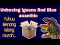 UNBOXING IGUANA RED BLUE AXANTHIC | DAPET LELANG MURAH CIMIWIW.....