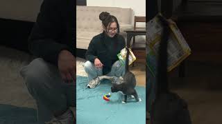 please subscribe to our channel to support head start animal rescue #fyp #adoptionevent #phillytok