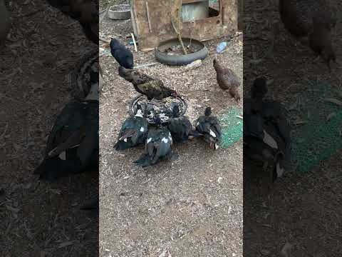 MAK SREA - Feed ducks and chickens #viral #food #shorts