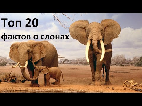 Топ 20 фактов о слонах