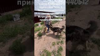Сказки из жизни приют Хакасия. Слепую Клепу привезла в приют Таня! Помощь приюту 89135440512