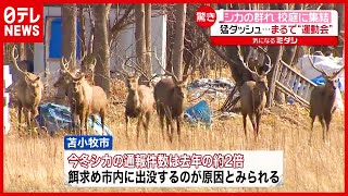 原因は？ まるで“運動会”…校庭に２０頭ほどの「シカ」が猛ダッシュ　北海道・苫小牧（2021年3月22日放送「news every.」より）