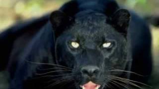 Black Magic Woman - Deep Purple screenshot 3