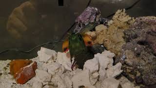 Mantis Shrimp Smashes Crayfish