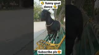 🤣😂 Funny Goat dance 🤣😂 Funny video 🤣😂