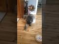 Rare Footage 😲 Loki Cat Plays with a Spring Toy | MaineCoonCapers