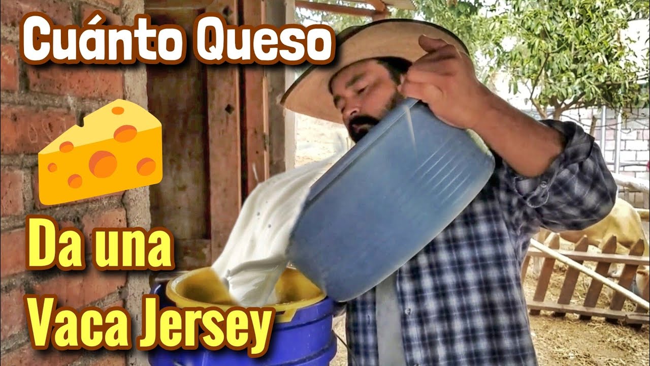¿Cuánto Queso, Crema y Requesón Produce una Vaca Jersey? ¡Te Sorprenderás!