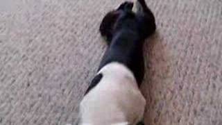 Bodhi dawg2