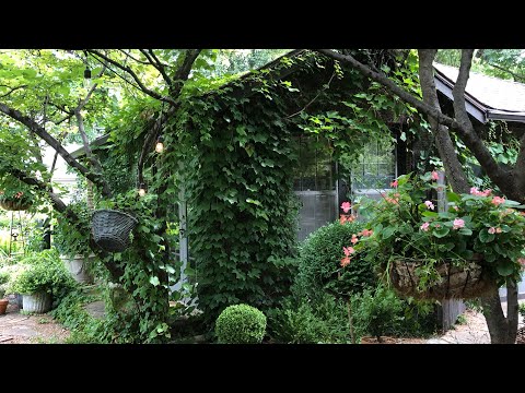 Video: Ivy Plants Near Walls - Är Boston Ivy Growing Up Tegelytor okej