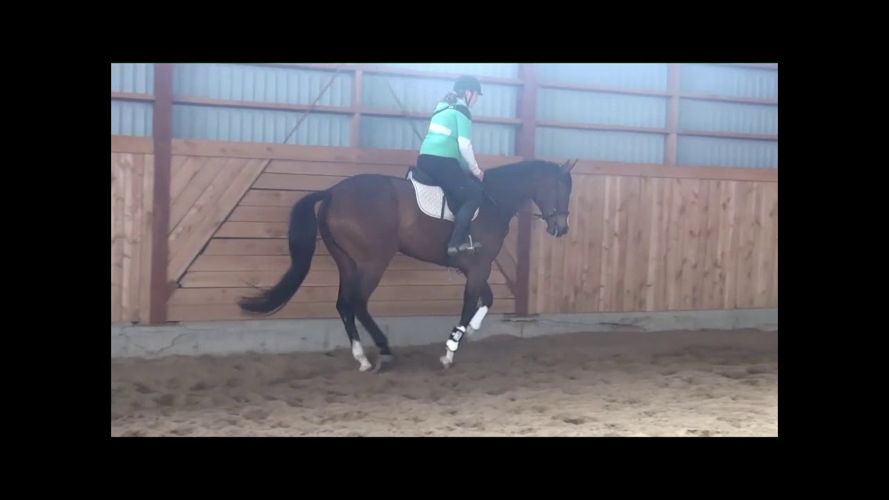 Harmony 2014 Appendix mare for sale - YouTube
