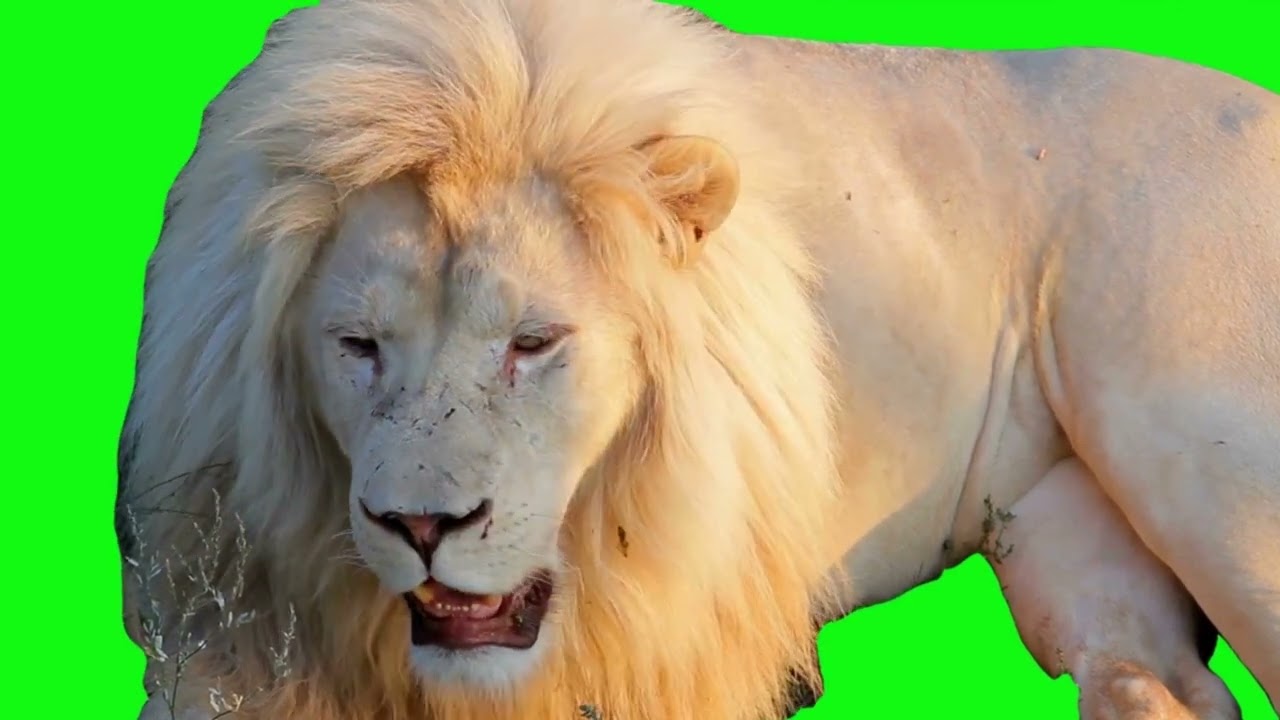 green screen lion king roar video 