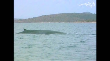 Two Fin Whales (Balaenoptera physalus) in the Adriatic Sea