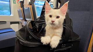 Kitten Clara Moves to Her New Family!