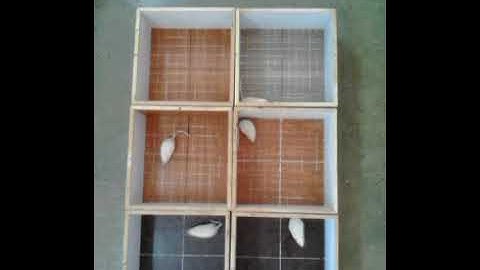 Locomotor activity test of mice/rats-behavioral experiments