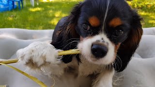 Happy Cavalier King Charles Spaniel Puppy.