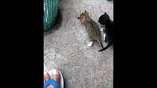 Suara Anak Kucing Memanggil Ibunya kitten kucing cat pets