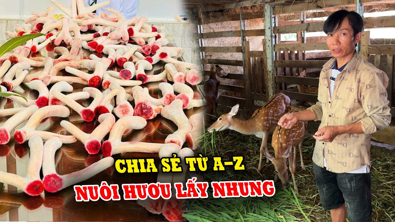 KỸ THUẬT NUÔI HƯƠU LẤY NHUNG TẠI HƯƠNG SƠN HÀ TĨNH CHO THU NHẬP CAO
