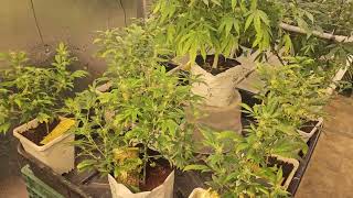 day 21 square one genetics