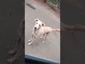 Feeding hungry straydogs at voiceless Souls is live!