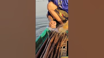 giăng lưới cá trê mùa nước nổi