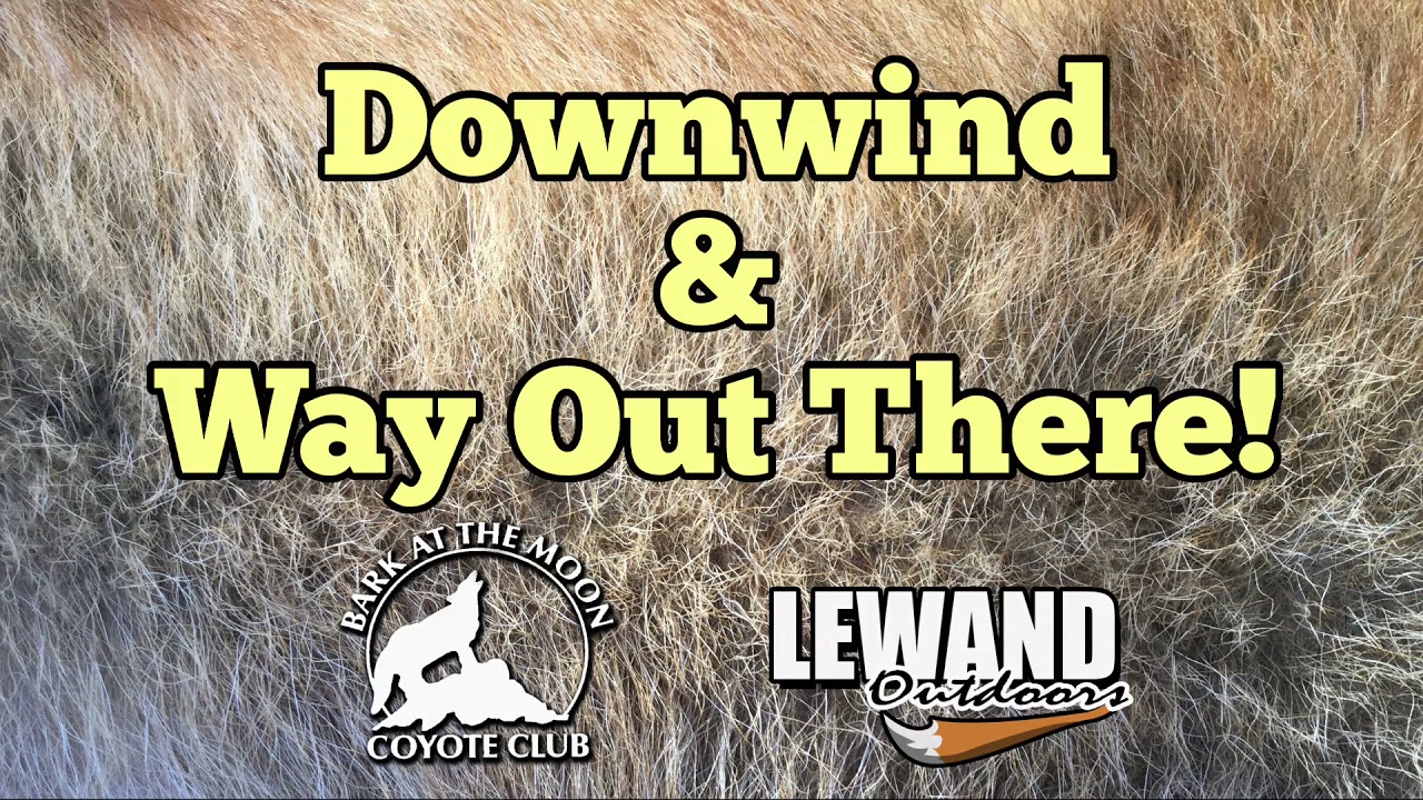 Fox is downwind and far away