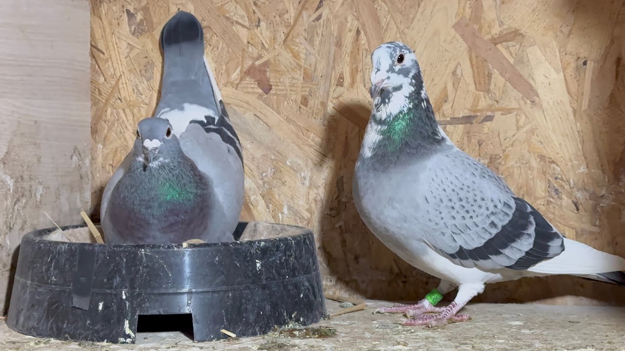 AVEM OUA LA MATCA SI LA ZBURATORI! • Porumbei Voiajori