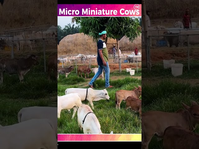 mini cows #reels  #cow #animals #shorts #cute #viral #trending #youtube #