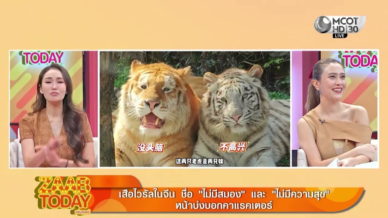 ZAAB TODAY (2/3) |เสือไวรัลในจีน ชื่อ “ไม่มีสมอง” และ “ไม่มีความสุข” หน้าบ่งบอกคาแรคเตอร์|10 มี.ค.69
