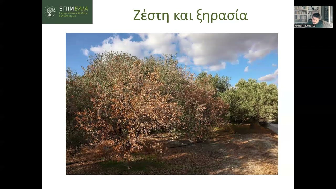 Ελιά και ξηρασία| Ο συνήθης ύποπτος της χαμηλής παραγωγής