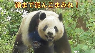 4/30シャオシャオ顔まで泥んこにして大暴れ！giantpanda @tokyo 上野動物園