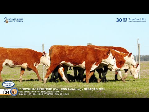 LOTE 134 7  NOVILHAS HEREFORD Est  Madrinha