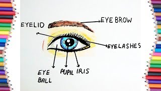 HOW TO DRAW PARTS OF AN EYE WITH ITS NAMES