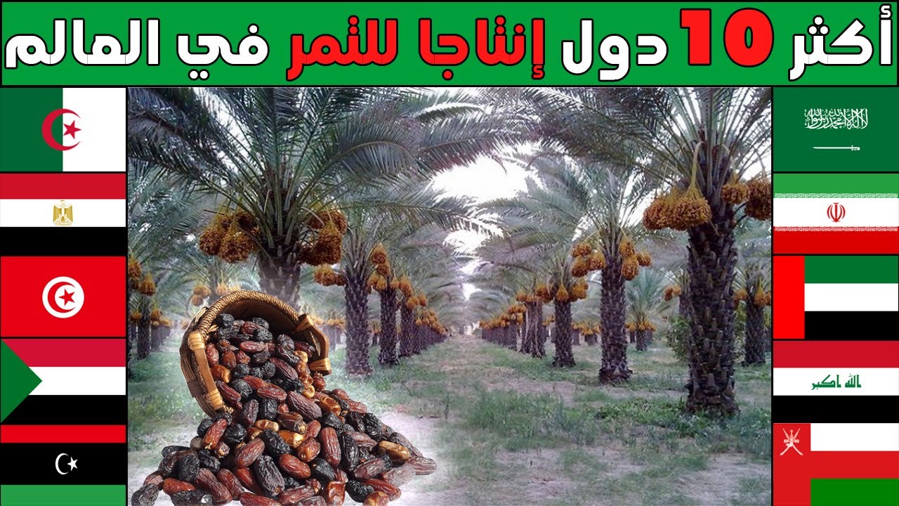 من هي اكبر دولة في زراعة و انتاج التمور في العالم؟ تصنيف جديد لأكبر 10 محاصيل تمر في العالم 2023
