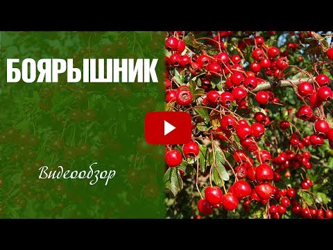 Боярышник ✅ Посадка и уход ✅ Как вырастить в саду?