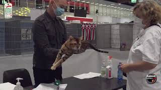 FIFe WORLD CAT SHOW 2021 ITALY - Judgements Part 1 by FIFe WORLD CAT SHOW 2021 ITALY 875 views 2 years ago 2 hours, 10 minutes