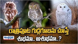 గుడ్లగూబ గురించి ఎవరికీ తెలియని నిజాలు | Unkonwn Facts About Owls | Owls Facts | Andhraprabhabhakthi