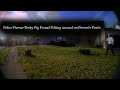 Officers Capture a Pig on the Loose