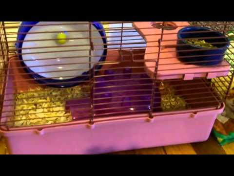 how to stop a hamster from biting you