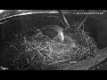 Hanover pa live streaming bald eagle nest webcam  ontap com  mozilla firefox 2024 03 17 06 57 2